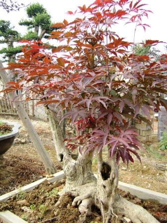 Japanese Maple Bonsai on Japanese Maple Bonsai Tree Seed   Zhong Wei Horticultural Products
