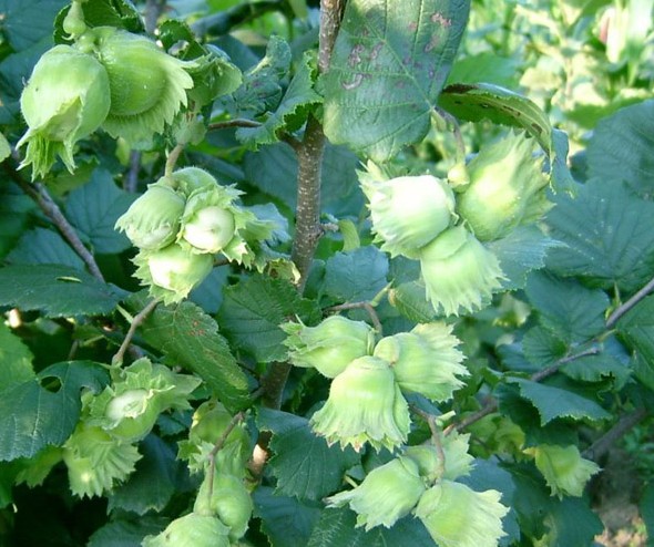 american hazelnut seed filbert zhong wei horticultural american hazelnut seed filbert zhong wei horticultural