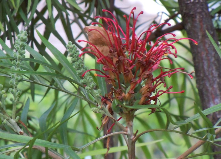 Grevillea robusta seed ZHONG WEI Horticultural Products Company,(TOP