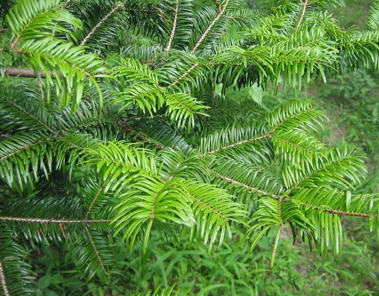 Abies cephalonica seed