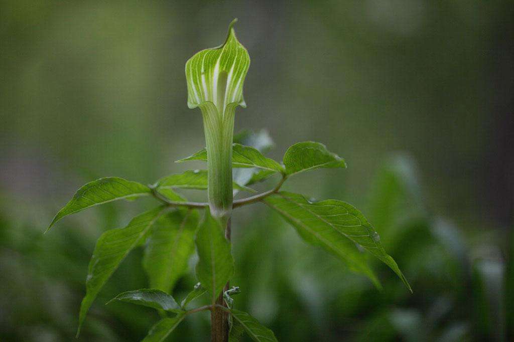 Arisaema heterophyllum seed