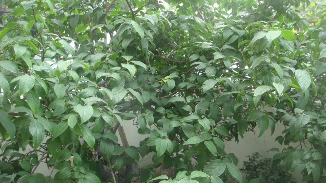 Calycanthus floridus seed