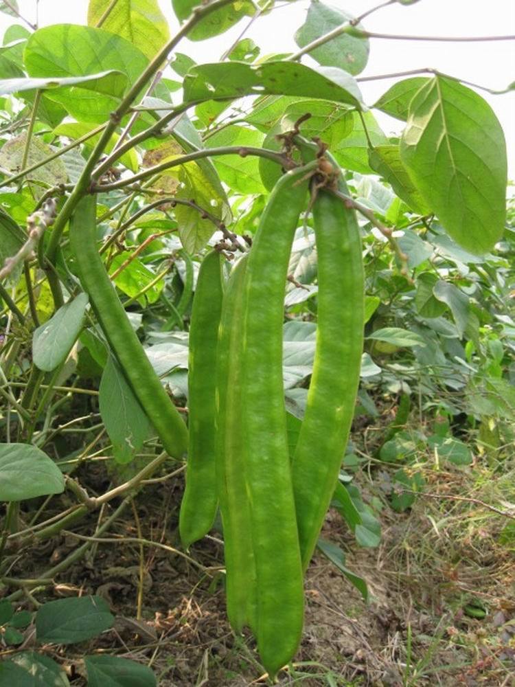 Canavalia gladiata seed