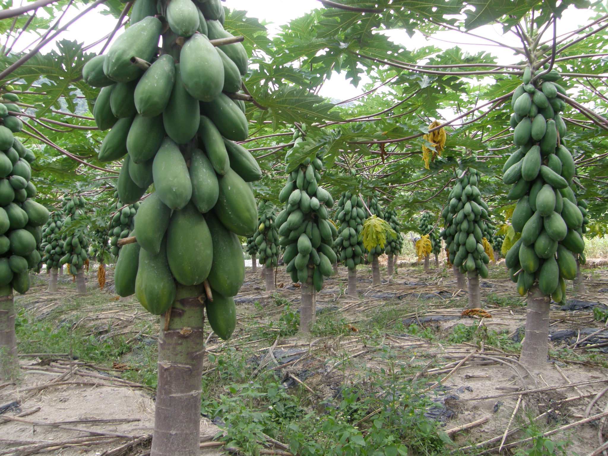 Carica papaya seed