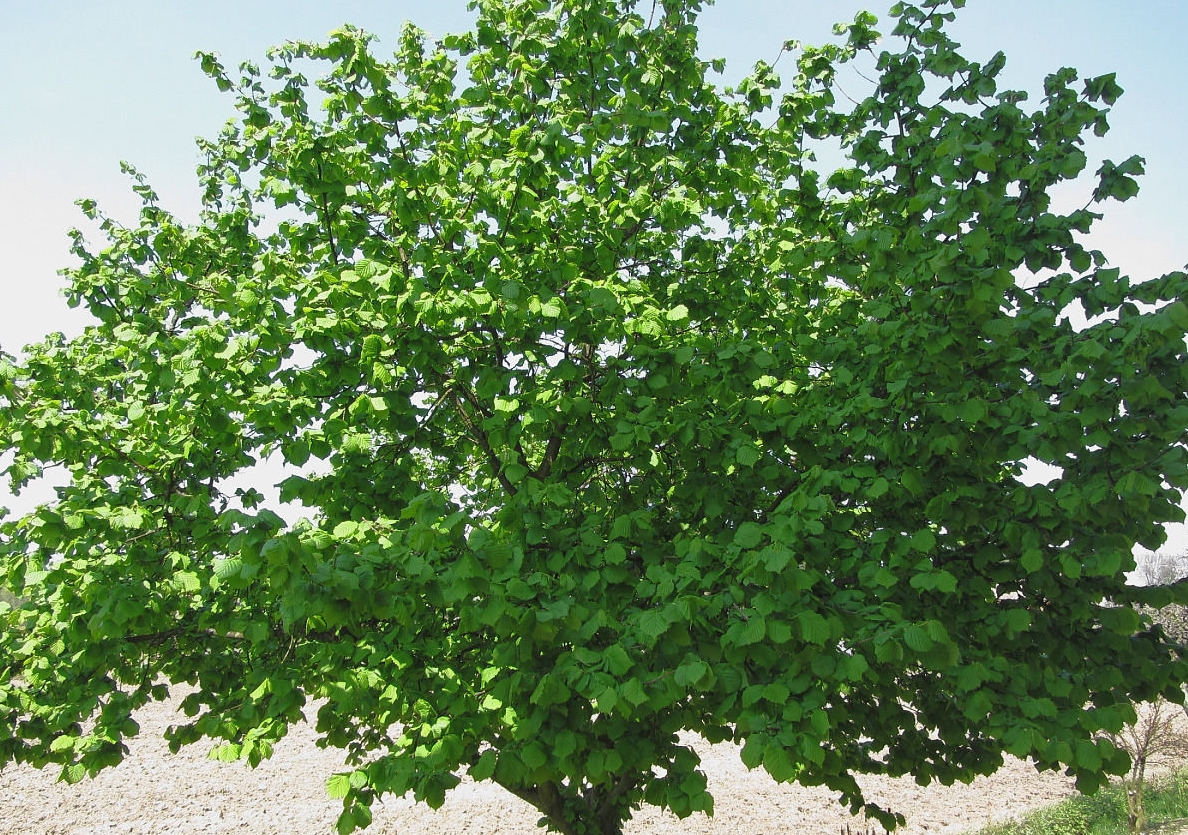 Corylus colurna seed