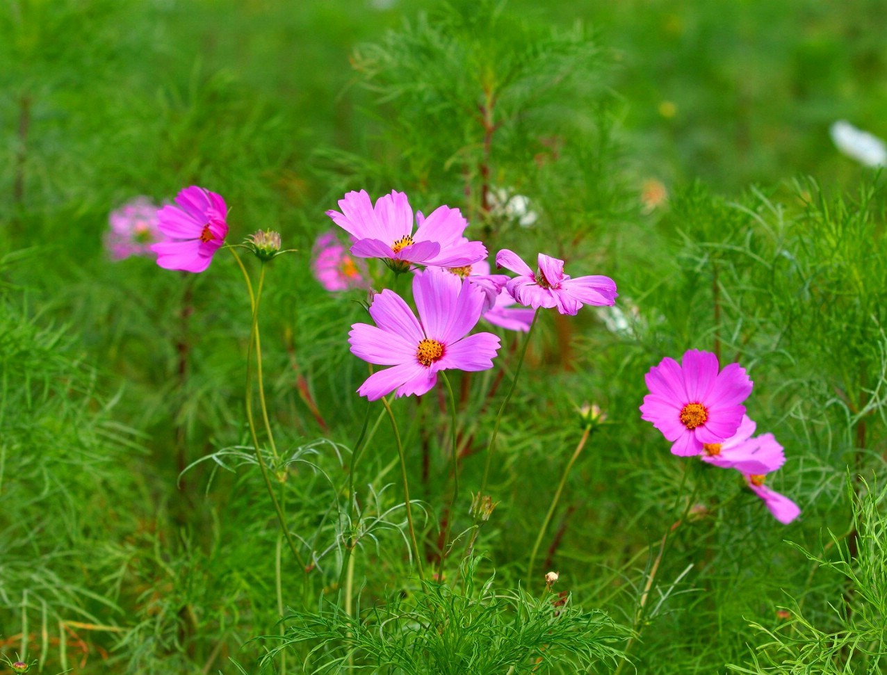 Cosmos bipinnatus seed