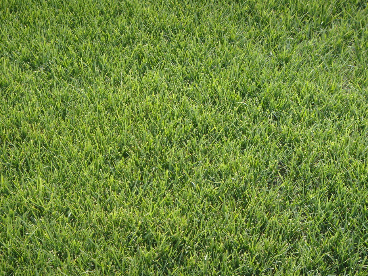 Festuca elata seed