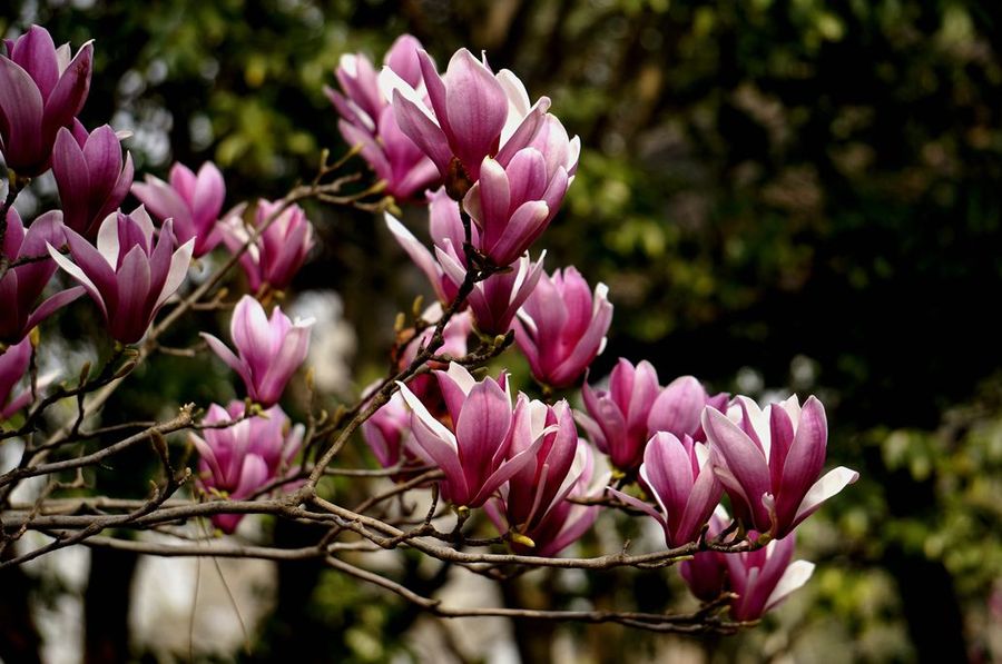 Magnolia liliiflora seed