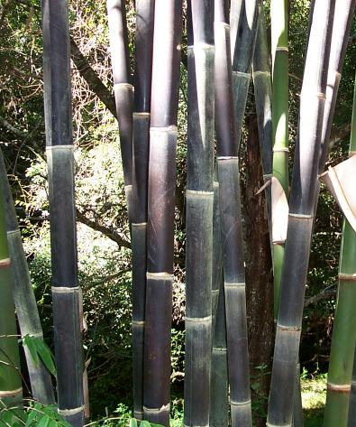  Timor black bamboo seed  Bonsai Bambusa lako