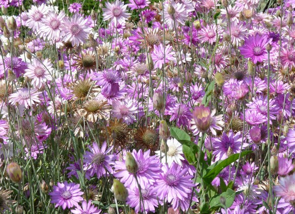 Immortelle Xeranthemum annuum