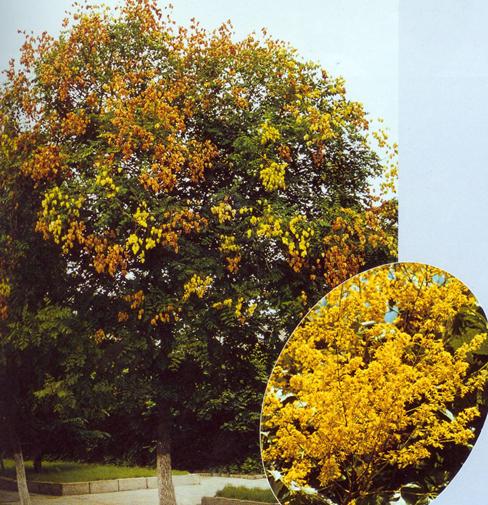 GOLDEN RAIN TREE  SEED KOELREUTERIA PANICULATA