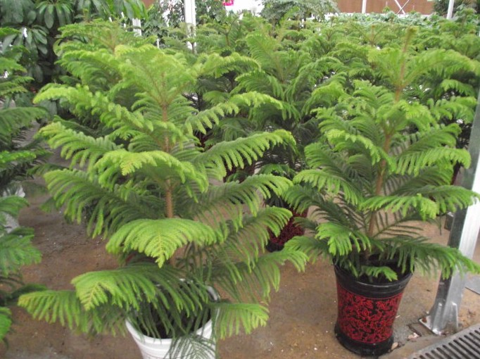 Cone Of The Araucaria Heterophylla Garden Tree Garden Plant Close, Tree
