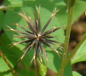 Bidens pilosa