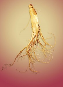 Chinese changbai mountain White ginseng Root slice