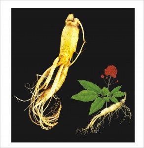 Ginseng (2)