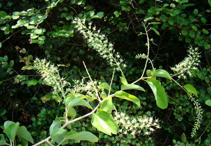 Bauhinia championi seed