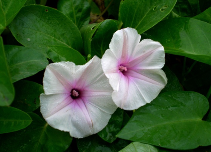 Ipomoea aquatica seed