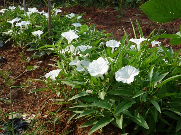 Ipomoea aquatica seed(Vegetables)