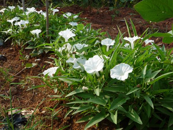 Ipomoea aquatica seed(Vegetables)