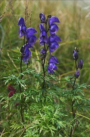 Aconitum ferox Medicinal