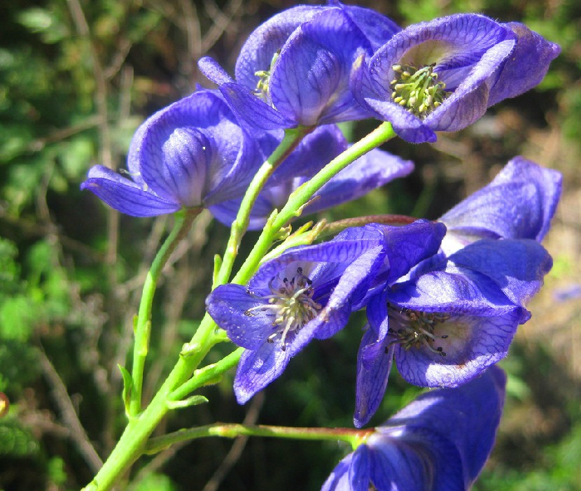 Aconitum ferox seed