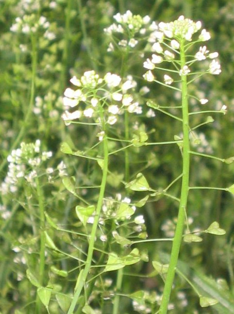 Capsella bursa-pastoris seed