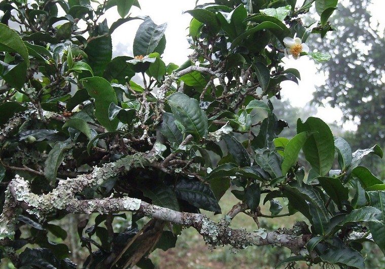 Pu-erh tea seeds