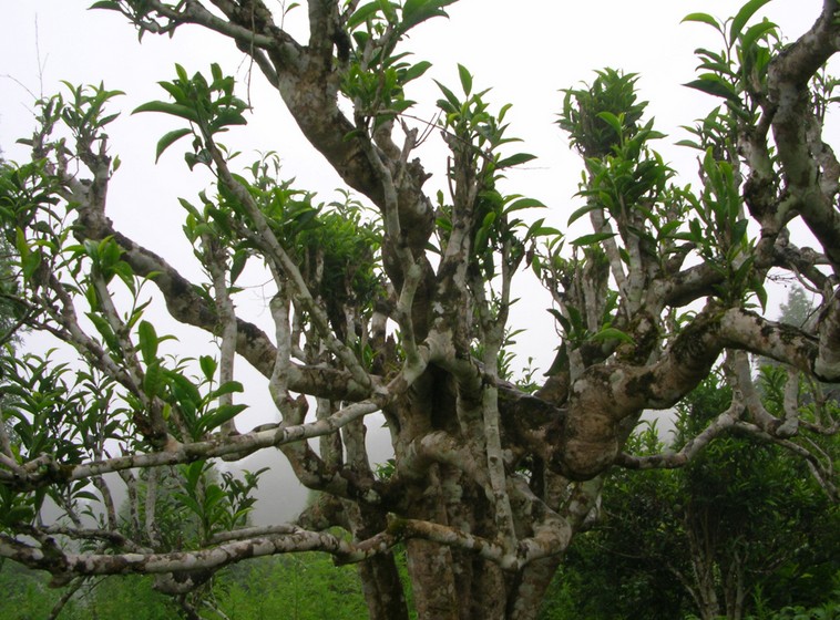 Pu-erh tea tree