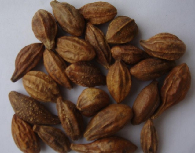 Terminalia Chebula(Dried Fruit)