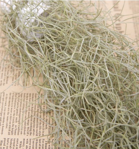 Usnea Barbata