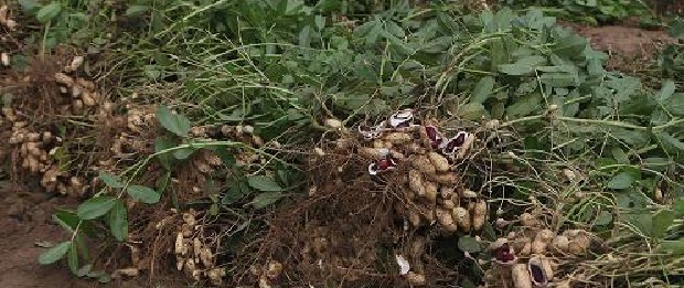 Arachis hypogaea Black seed