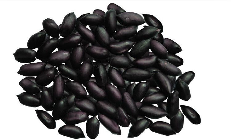 Black Peanut seed