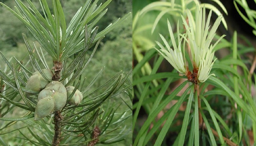 Cathaya argyrophylla seed