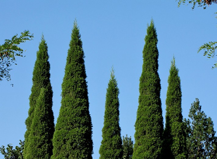 Cupressus sempervirens seed