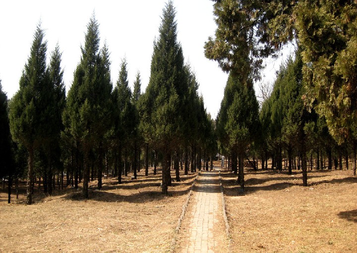 Cupressus sempervirens seed