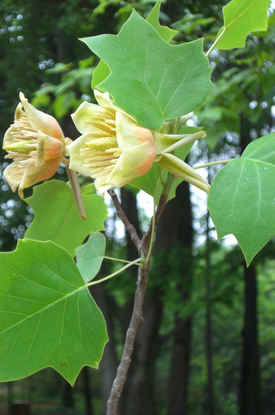 Magnolia family seeds