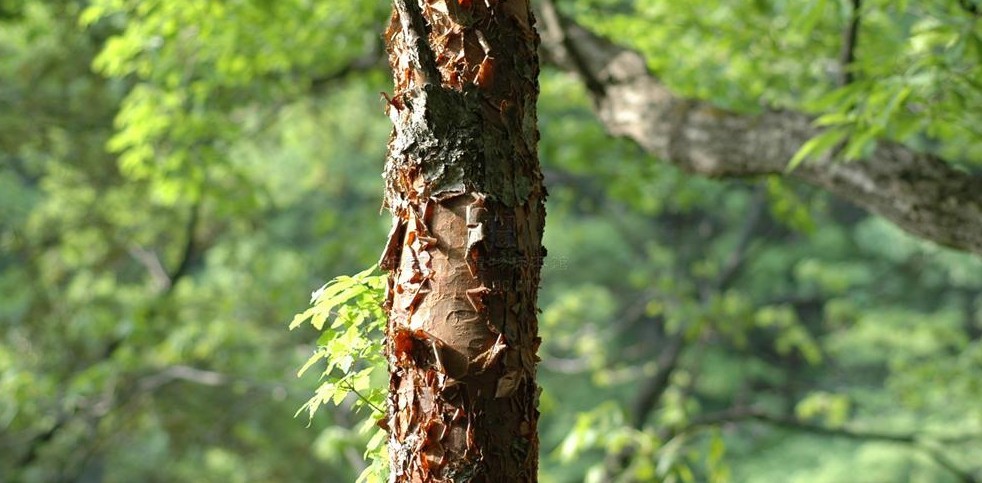 Acer griseum seed