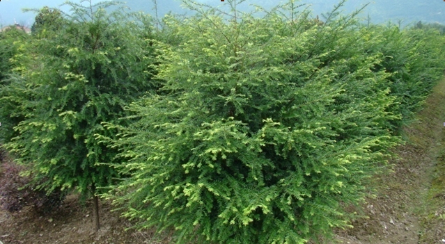 Amentotaxus argotaenia seed
