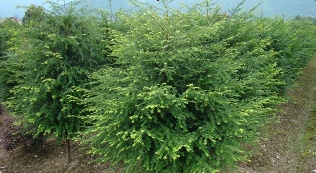 Amentotaxus argotaenia seed