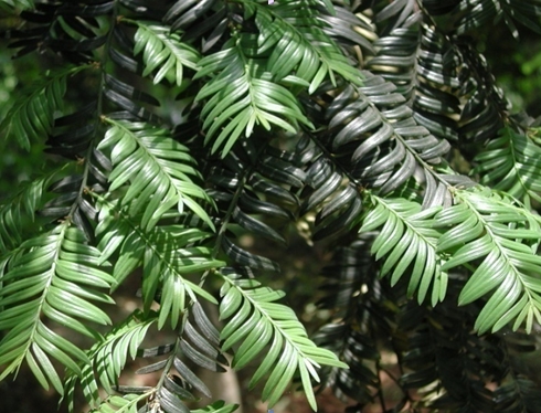 Amentotaxus yunnanensis seed