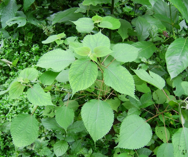 Boehmeria nivea seed