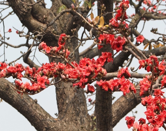 Bombax ceiba seed