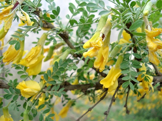 Caragana arborescens seed