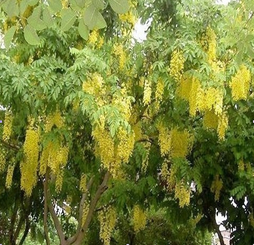 Cassia Fistula seed