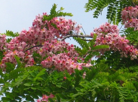 Cassia javanica seed