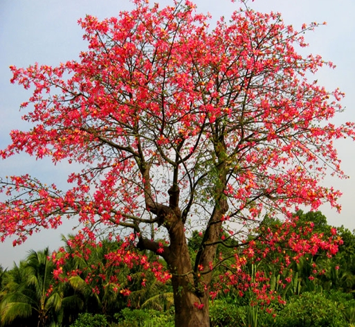 Ceiba speciosa seed