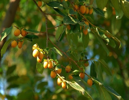 Diospyros blancoi seed