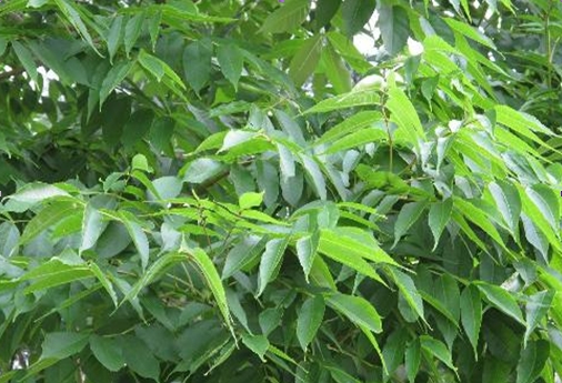 Fraxinus mandschurica seed