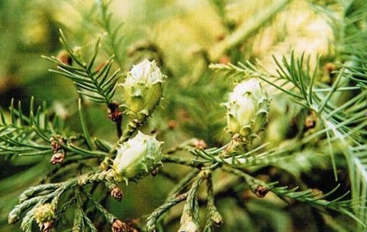 Glyptostrobus pensilis seed