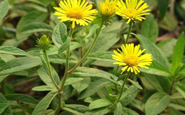 Inula japonica seed